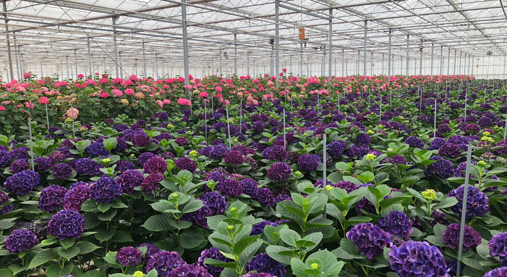 Hortensias in plaats van paprikas