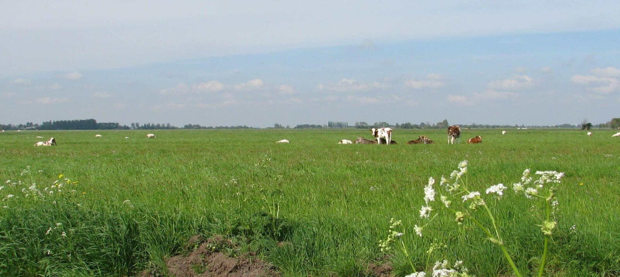 2024 juli - Melkvee100Plus